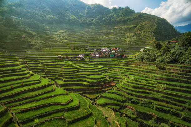 Banaue Rice Terraces 3