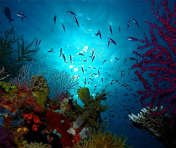 Tubbataha Reef 2