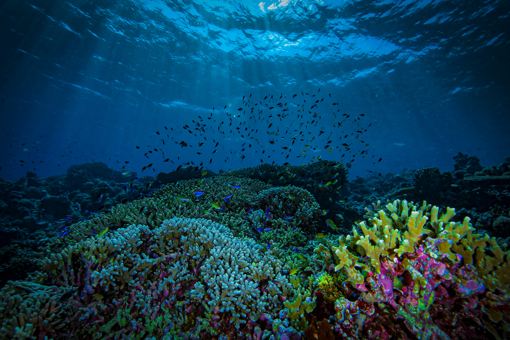 Tubbataha Reef
